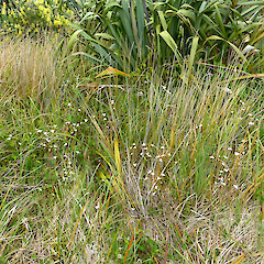 Flowering among exotic grasses in dunes, Whitiau Scientific Reserve, Whangaehu River mouth.<br>Photographer: Colin C. Ogle, Date taken: 16/11/2020, Licence: <a target='_blank' href='https://creativecommons.org/licenses/by-nc/4.0'>CC BY-NC</a>. <a class='member-message' href='/nzpcn/why-join-nzpcn/' target='_blank'>Members can view a larger version of this image.</a>