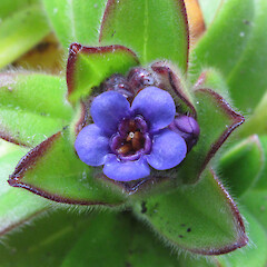 In cultivation.<br>Photographer: John Barkla, Date taken: 06/11/2010, Licence: <a target='_blank' href='https://creativecommons.org/licenses/by/4.0'>CC BY</a>. <a class='member-message' href='/nzpcn/why-join-nzpcn/' target='_blank'>Members can view a larger version of this image.</a>