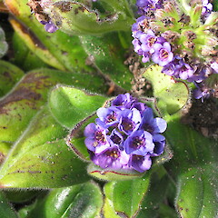 In cultivation.<br>Photographer: John Barkla, Date taken: 02/12/2007, Licence: <a target='_blank' href='https://creativecommons.org/licenses/by/4.0'>CC BY</a>. <a class='member-message' href='/nzpcn/why-join-nzpcn/' target='_blank'>Members can view a larger version of this image.</a>