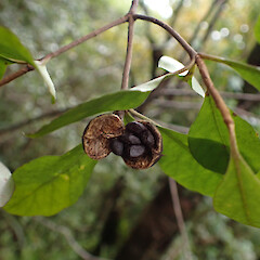 Ripe capsule. Hirakimata, Great Barrier Island.<br>Photographer: Marley Ford, Date taken: 10/04/2023, Licence: <a target='_blank' href='https://creativecommons.org/licenses/by-nc/4.0'>CC BY-NC</a>. <a class='member-message' href='/nzpcn/why-join-nzpcn/' target='_blank'>Members can view a larger version of this image.</a>