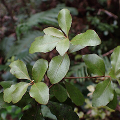 Foliage. Hirakimata, Great Barrier Island.<br>Photographer: Marley Ford, Date taken: 15/11/2025, Licence: <a target='_blank' href='https://creativecommons.org/licenses/by-nc/4.0'>CC BY-NC</a>. <a class='member-message' href='/nzpcn/why-join-nzpcn/' target='_blank'>Members can view a larger version of this image.</a>