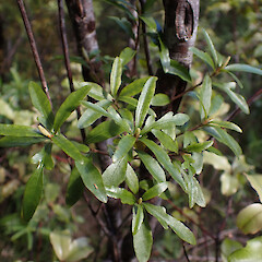 Whangaparapara, Great Barrier Island.<br>Photographer: Marley Ford, Date taken: 09/09/2026, Licence: <a target='_blank' href='https://creativecommons.org/licenses/by-nc/4.0'>CC BY-NC</a>. <a class='member-message' href='/nzpcn/why-join-nzpcn/' target='_blank'>Members can view a larger version of this image.</a>