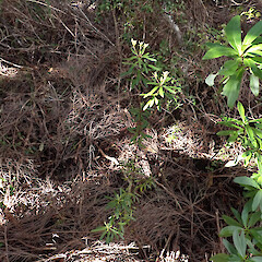 Whangaparapara, Great Barrier Island.<br>Photographer: Marley Ford, Date taken: 09/09/2026, Licence: <a target='_blank' href='https://creativecommons.org/licenses/by-nc/4.0'>CC BY-NC</a>. <a class='member-message' href='/nzpcn/why-join-nzpcn/' target='_blank'>Members can view a larger version of this image.</a>