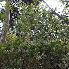 Whangaparapara, Great Barrier Island.<br>Photographer: Marley Ford, Date taken: 09/09/2026, Licence: <a target='_blank' href='https://creativecommons.org/licenses/by-nc/4.0'>CC BY-NC</a>. <a class='member-message' href='/nzpcn/why-join-nzpcn/' target='_blank'>Members can view a larger version of this image.</a>