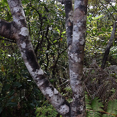 Bark. Whangaparapara, Great Barrier Island.<br>Photographer: Marley Ford, Date taken: 09/09/2026, Licence: <a target='_blank' href='https://creativecommons.org/licenses/by-nc/4.0'>CC BY-NC</a>. <a class='member-message' href='/nzpcn/why-join-nzpcn/' target='_blank'>Members can view a larger version of this image.</a>