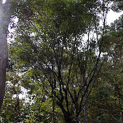 Tree form. Whangaparapara, Great Barrier Island.<br>Photographer: Marley Ford, Date taken: 09/09/2026, Licence: <a target='_blank' href='https://creativecommons.org/licenses/by-nc/4.0'>CC BY-NC</a>. <a class='member-message' href='/nzpcn/why-join-nzpcn/' target='_blank'>Members can view a larger version of this image.</a>
