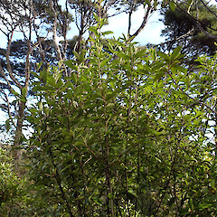 Whangaparapara, Great Barrier Island.<br>Photographer: Marley Ford, Date taken: 09/09/2026, Licence: <a target='_blank' href='https://creativecommons.org/licenses/by-nc/4.0'>CC BY-NC</a>. <a class='member-message' href='/nzpcn/why-join-nzpcn/' target='_blank'>Members can view a larger version of this image.</a>