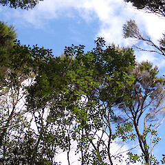 Whangaparapara, Great Barrier Island.<br>Photographer: Marley Ford, Date taken: 09/09/2026, Licence: <a target='_blank' href='https://creativecommons.org/licenses/by-nc/4.0'>CC BY-NC</a>. <a class='member-message' href='/nzpcn/why-join-nzpcn/' target='_blank'>Members can view a larger version of this image.</a>