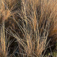 Mt Rochfort.<br>Photographer: Will Todhunter, Licence: <a target='_blank' href='https://creativecommons.org/licenses/by-nc/4.0'>CC BY-NC</a>. <a class='member-message' href='/nzpcn/why-join-nzpcn/' target='_blank'>Members can view a larger version of this image.</a>