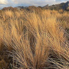 Mt Rochfort.<br>Photographer: Will Todhunter, Licence: <a target='_blank' href='https://creativecommons.org/licenses/by-nc/4.0'>CC BY-NC</a>. <a class='member-message' href='/nzpcn/why-join-nzpcn/' target='_blank'>Members can view a larger version of this image.</a>