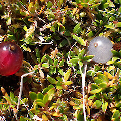Growing with Coprosma atropurpurea (on the left).<br>Photographer: Jane Gosden, Date taken: 14/03/2021, Licence: <a target='_blank' href='https://creativecommons.org/licenses/by-nc/4.0'>CC BY-NC</a>. <a class='member-message' href='/nzpcn/why-join-nzpcn/' target='_blank'>Members can view a larger version of this image.</a>