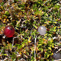 Growing with Coprosma petriei (on the right), Lake Lyndon.<br>Photographer: Jane Gosden, Date taken: 14/03/2021, Licence: <a target='_blank' href='https://creativecommons.org/licenses/by-nc/4.0'>CC BY-NC</a>. <a class='member-message' href='/nzpcn/why-join-nzpcn/' target='_blank'>Members can view a larger version of this image.</a>