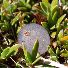 Lake Lyndon (growing with Coprosma atropurpurea, some leaves visible in the right edge of the photo).<br>Photographer: Jane Gosden, Date taken: 14/03/2021, Licence: <a target='_blank' href='https://creativecommons.org/licenses/by-nc/4.0'>CC BY-NC</a>. <a class='member-message' href='/nzpcn/why-join-nzpcn/' target='_blank'>Members can view a larger version of this image.</a>