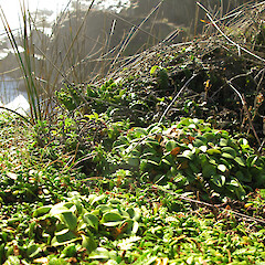 Doctor Bay, Charleston.<br>Photographer: Melissa Hutchison, Date taken: 03/06/2017, Licence: <a target='_blank' href='https://creativecommons.org/licenses/by-nc/4.0'>CC BY-NC</a>. <a class='member-message' href='/nzpcn/why-join-nzpcn/' target='_blank'>Members can view a larger version of this image.</a>