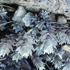 Mt Altimarloch.<br>Photographer: Melissa Hutchison, Date taken: 04/10/2026, Licence: <a target='_blank' href='https://creativecommons.org/licenses/by-nc/4.0'>CC BY-NC</a>. <a class='member-message' href='/nzpcn/why-join-nzpcn/' target='_blank'>Members can view a larger version of this image.</a>