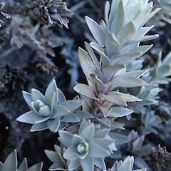 Mt Altimarloch.<br>Photographer: Melissa Hutchison, Date taken: 04/10/2026, Licence: <a target='_blank' href='https://creativecommons.org/licenses/by-nc/4.0'>CC BY-NC</a>. <a class='member-message' href='/nzpcn/why-join-nzpcn/' target='_blank'>Members can view a larger version of this image.</a>