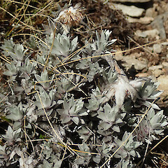 Mt Altimarloch.<br>Photographer: Melissa Hutchison, Date taken: 04/10/2026, Licence: <a target='_blank' href='https://creativecommons.org/licenses/by-nc/4.0'>CC BY-NC</a>. <a class='member-message' href='/nzpcn/why-join-nzpcn/' target='_blank'>Members can view a larger version of this image.</a>