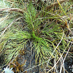 Mt Richmond.<br>Photographer: Melissa Hutchison, Date taken: 02/10/2026, Licence: <a target='_blank' href='https://creativecommons.org/licenses/by-nc/4.0'>CC BY-NC</a>. <a class='member-message' href='/nzpcn/why-join-nzpcn/' target='_blank'>Members can view a larger version of this image.</a>