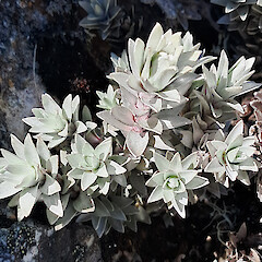Mt Altimarloch.<br>Photographer: Melissa Hutchison, Date taken: 04/10/2026, Licence: <a target='_blank' href='https://creativecommons.org/licenses/by-nc/4.0'>CC BY-NC</a>. <a class='member-message' href='/nzpcn/why-join-nzpcn/' target='_blank'>Members can view a larger version of this image.</a>