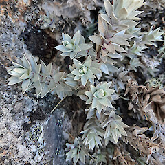 Mt Altimarloch.<br>Photographer: Melissa Hutchison, Date taken: 04/10/2026, Licence: <a target='_blank' href='https://creativecommons.org/licenses/by-nc/4.0'>CC BY-NC</a>. <a class='member-message' href='/nzpcn/why-join-nzpcn/' target='_blank'>Members can view a larger version of this image.</a>