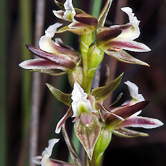Prasophyllum hectorii. Photo: Jeremy Rolfe
