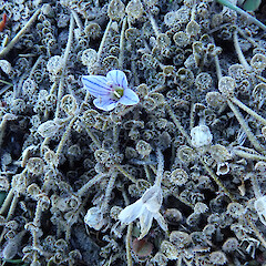 Photographer: Melissa Hutchison, Date taken: 30/03/2023, Licence: <a target='_blank' href='https://creativecommons.org/licenses/by-nc/4.0'>CC BY-NC</a>. <a class='member-message' href='/nzpcn/why-join-nzpcn/' target='_blank'>Members can view a larger version of this image.</a>