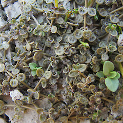 Photographer: Melissa Hutchison, Date taken: 09/02/2013, Licence: <a target='_blank' href='https://creativecommons.org/licenses/by-nc/4.0'>CC BY-NC</a>. <a class='member-message' href='/nzpcn/why-join-nzpcn/' target='_blank'>Members can view a larger version of this image.</a>