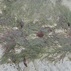 Tiwai Peninsula.<br>Photographer: Melissa Hutchison, Date taken: 30/12/2019, Licence: <a target='_blank' href='https://creativecommons.org/licenses/by-nc/4.0'>CC BY-NC</a>. <a class='member-message' href='/nzpcn/why-join-nzpcn/' target='_blank'>Members can view a larger version of this image.</a>
