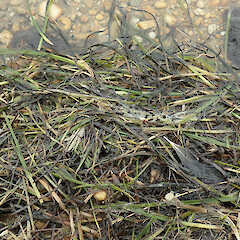 Tiwai Peninsula.<br>Photographer: Melissa Hutchison, Date taken: 07/01/2021, Licence: <a target='_blank' href='https://creativecommons.org/licenses/by-nc/4.0'>CC BY-NC</a>. <a class='member-message' href='/nzpcn/why-join-nzpcn/' target='_blank'>Members can view a larger version of this image.</a>