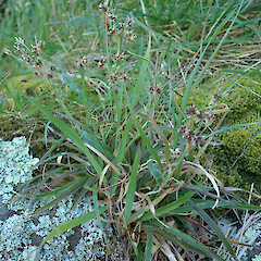 Banks Peninsula.<br>Photographer: Melissa Hutchison, Date taken: 13/09/2023, Licence: <a target='_blank' href='https://creativecommons.org/licenses/by-nc/4.0'>CC BY-NC</a>. <a class='member-message' href='/nzpcn/why-join-nzpcn/' target='_blank'>Members can view a larger version of this image.</a>