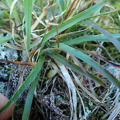 Banks Peninsula.<br>Photographer: Melissa Hutchison, Date taken: 13/09/2023, Licence: <a target='_blank' href='https://creativecommons.org/licenses/by-nc/4.0'>CC BY-NC</a>. <a class='member-message' href='/nzpcn/why-join-nzpcn/' target='_blank'>Members can view a larger version of this image.</a>