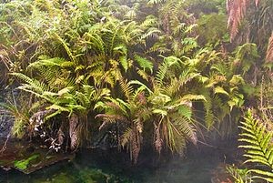 Undescribed species of Christella at Kuirau Park, Rotorua. Photo: Chris Bycroft.