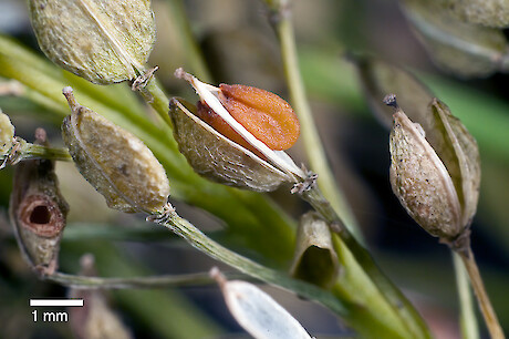 Lepidium oleraceum seed capsule. Photo: Jeremy Rolfe