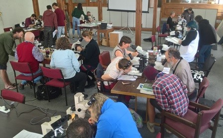 Participants busily identifying bryophytes and lichens at one of the workshops. 