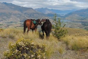 Regenerating tussock grassland on Coronet Peak Station is at risk from invasion by Douglas fir, larch and lodgepole pines. Photo: Jesse Bythell