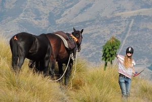 Volunteer Eva Leunissen cuts down a young lodgepole pine while her horse Poki and spare mount Brucie wait patiently. Photo: Jesse Bythell