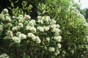 Barltett&rsquo;s rata (Metrosideros bartlettii). Photo: Peter de Lange