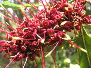 Rewarewa (Knightia excelsa), one of the species suffering from high possum numbers in Northland&rsquo;s forests. Photo: John Barkla.