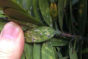 Agathis australis scale damage, Britomart Square, 14 July 2015. Photo: Peter J. de Lange