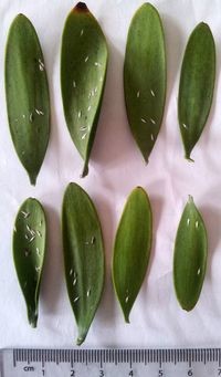 Kauri scale Leucaspis Morningside leaves with scale bar, 15 July 2015. Photo: Peter J. de Lange