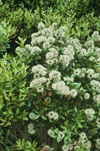 Metrosideros bartlettii in bloom, Te Paki (Photo: Peter de Lange)