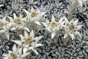 Mt Peel edelweiss (Leucogenes tarahoa) Threatened - Nationally Vulnerable. Photo: Barbara Mitcalf.