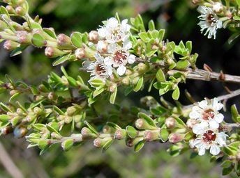 Kunzea amathicola. Photo: Simon Walls