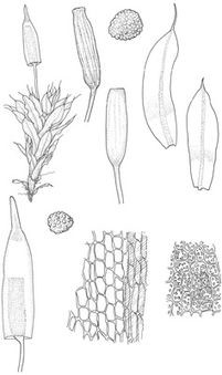 Encalypta rhaptocarpa (Sparse): Drawing by Rebecca Wagstaff