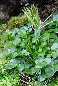 Campbell Island bitter cress (Cardamine subcarnosa) disperses its seeds by ballistic projection, water and attachment. Photo: Phil Garnock-Jones