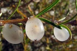 Sand coprosma fruit (Coprosma acerosa - At Risk - Declining. Photo: John Barkla).