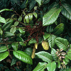 Flowering specimen, Ex Cult. Baylis Stream, Great Island, Three Kings.<br>Photographer: Ewen Cameron, Licence: <a target='_blank' href='https://creativecommons.org/licenses/by-nc/4.0'>CC BY-NC</a>.