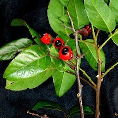 Alectryon excelsus subsp. grandis in fruit, Ex Cult. Great (Manawa Tawhi) Island, Three Kings.<br>Photographer: Peter J de Lange, Date taken: 24/12/2005, Licence: <a target='_blank' href='https://creativecommons.org/licenses/by-nc/4.0'>CC BY-NC</a>.
