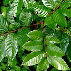 Alectryon excelsus subsp. grandis foliage showing bullate leaves, Ex Cult. Great (Manawa Tawhi) Island, Three Kings, 15 November 2005.<br>Photographer: Peter J de Lange, Licence: <a target='_blank' href='https://creativecommons.org/licenses/by-nc/4.0'>CC BY-NC</a>.