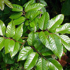 Alectryon excelsus subsp. grandis foliage showing bullate leaves, Ex Cult. Great (Manawa Tawhi) Island, Three Kings.<br>Photographer: Peter J de Lange, Date taken: 15/11/2005, Licence: <a target='_blank' href='https://creativecommons.org/licenses/by-nc/4.0'>CC BY-NC</a>.